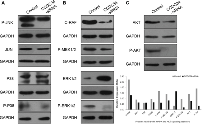 CCDC34 knockdown suppressed activation of MAPK and AKT signaling pathways.