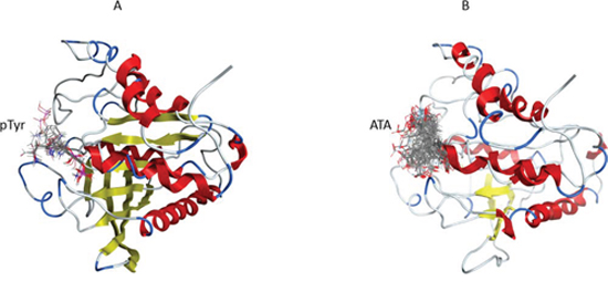 The blind flexible docking of pTyr and ATA molecules into the YopH 3D structure.