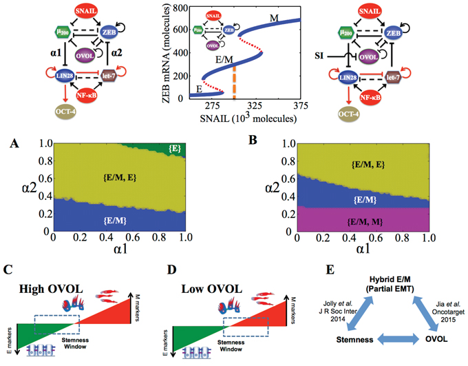 State-space characteristics of the miR-200/ZEB/let-7/OVOL circuit when the cells are in {E/M} phase at &#x03B1;1 = &#x03B1;2 = 0.