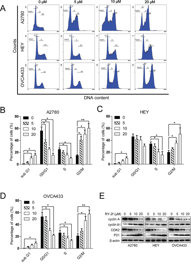 RY-2f suppresses cell cycle progression.