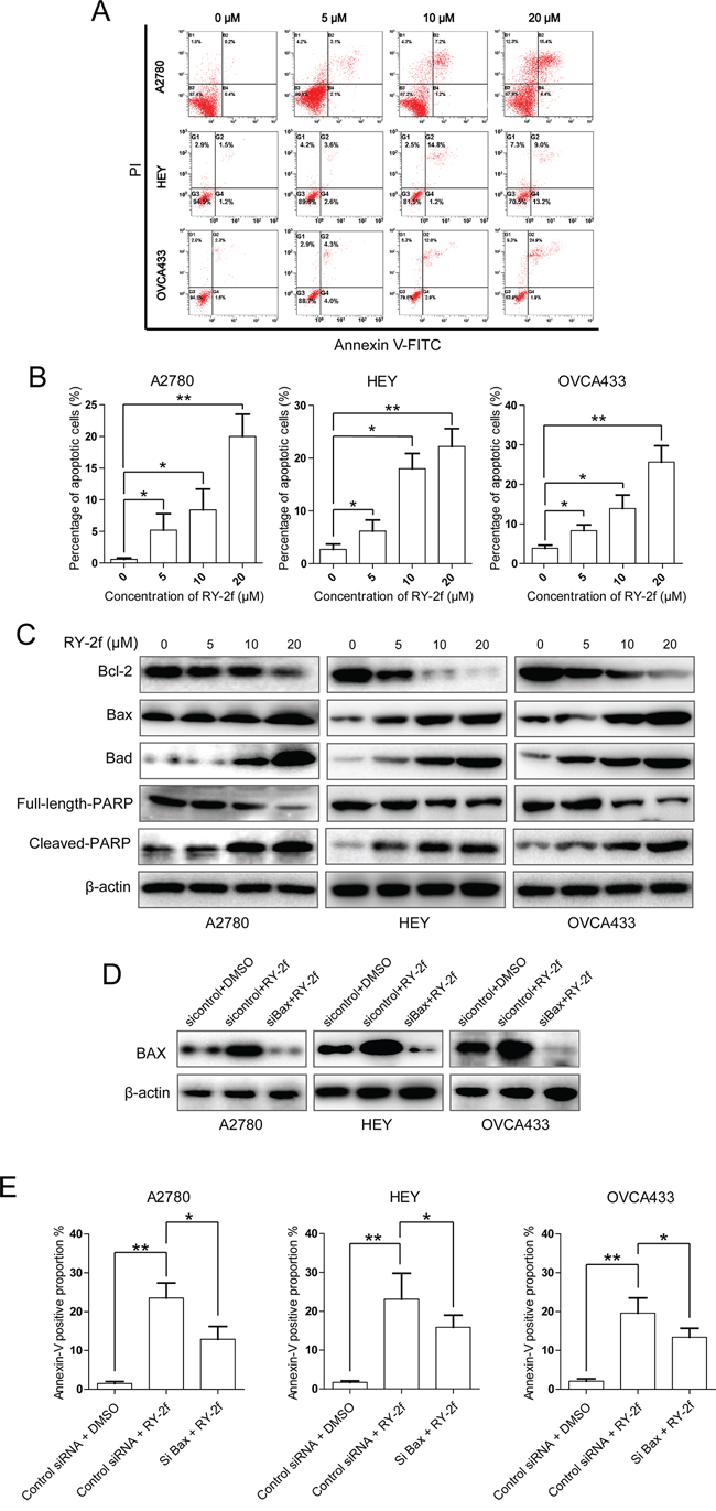 RY-2f induces apoptosis through mitochondrial pathway.