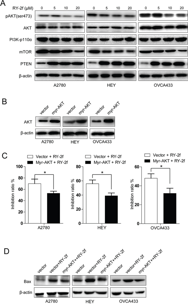 RY-2f suppressed PI3K/AKT/mTOR signaling pathway.