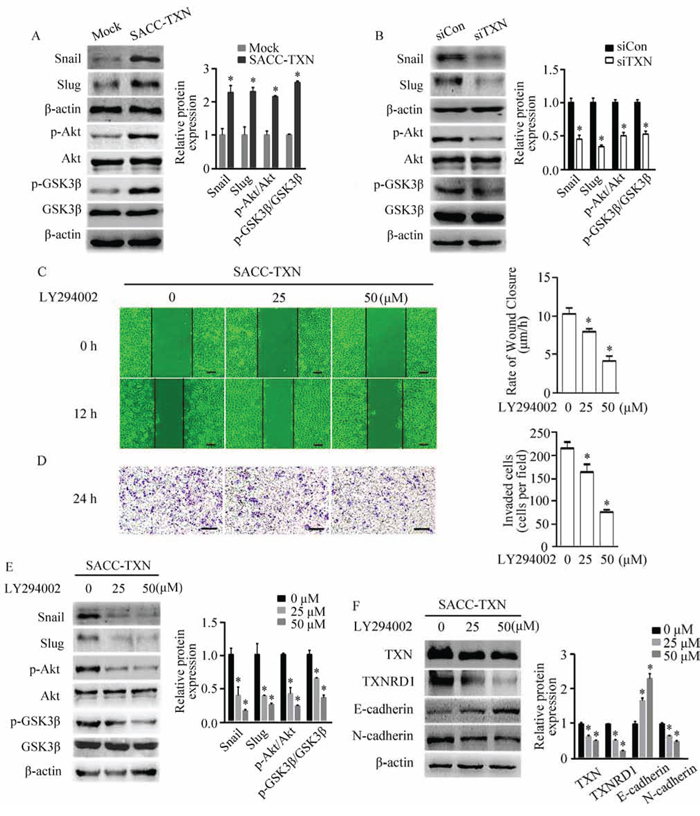 TXN regulates EMT in SACC cells through the Akt/GSK-3&#x03B2;/Snail signaling pathway.