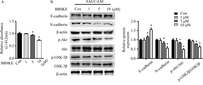 TXNRD1 inhibitor BBSKE inhibits EMT in SACC cells through the Akt/GSK-3&#x03B2; signaling pathway.