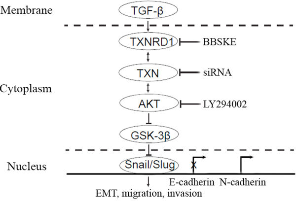 A hypothetical model demonstrating the essential roles of TXN in mediation of TGF-&#x03B2; induced EMT and SACC metastasis.