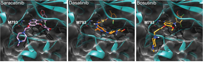 Binding mode of saracatinib, dasatinib, and bosutinib in the EGFR kinase domain (PDB 2ITT) as predicted by docking calculations.