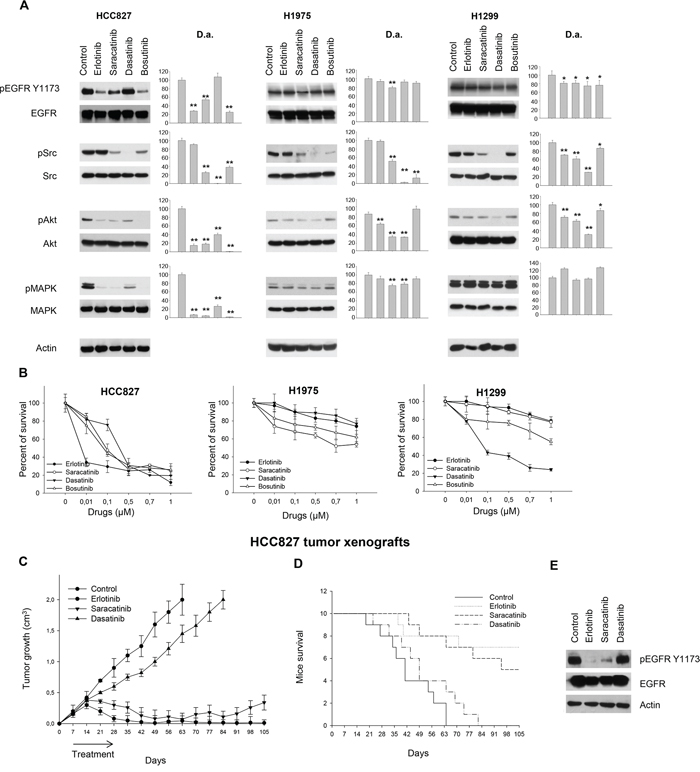 Effects of Src inhibitors on signal transduction and survival of human NSCLC cell lines sensitive or resistant to erlotinib.