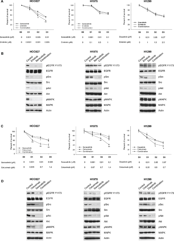 Effects of the combinations of EGFR and Src inhibitors on signal transduction and survival of human NSCLC cell lines.