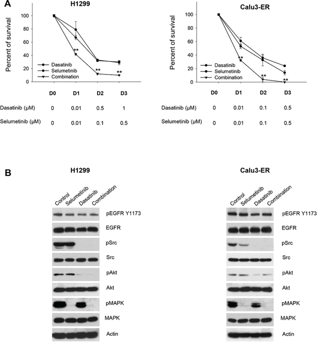 Effects of the combination dasatinib plus selumetinib on Ras-dependent human NSCLC models.