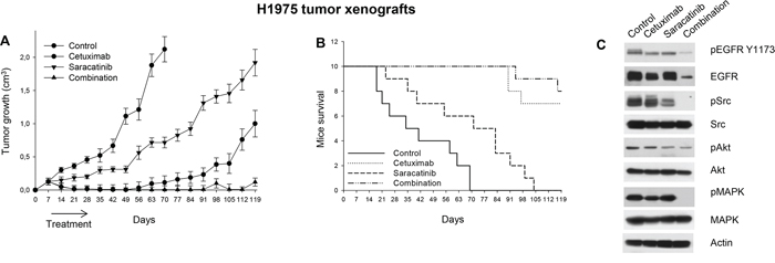 Effects of saracatinib plus cetuximab combination on tumor growth, survival and signal transduction of mice xenografted with H1975 erlotinib-resistant tumors.