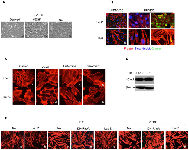 TR3 regulates endothelial cell morphology and the formation of actin stress fibers, independent of RhoA.
