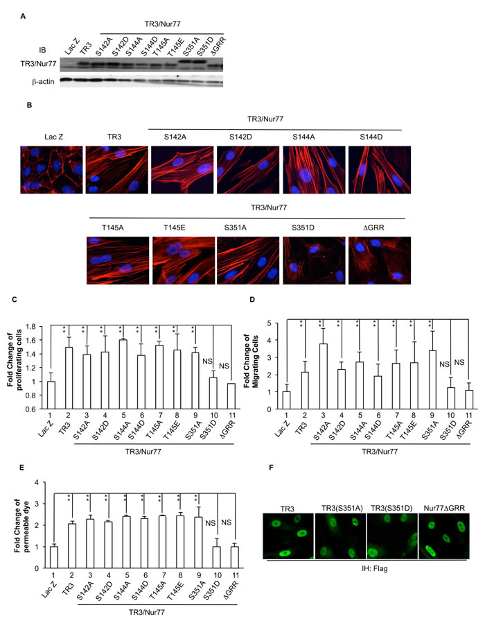 Requirement of Serine 351 de-phosphorylation and amino acid residues GRR in the DNA binding domain of TR3/Nur77 to induce cell proliferation, migration, monolayer permeability and the formation of actin stress fibers.