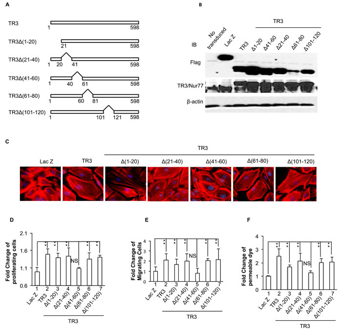 Requirement of amino acid 41-60 segment of TR3 for its regulation of cell proliferation, migration, monolayer permeability and the formation of actin stress fibers.