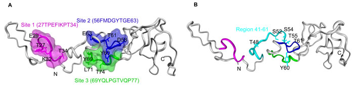 Protein structure and binding site prediction for TR3 N-terminal transactivation domain.