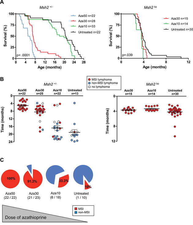 Effect of azathioprine treatment on survival, lymphoma incidence and MSI tumor phenotype in Msh2+/&#x2013; and Msh2ko mice.