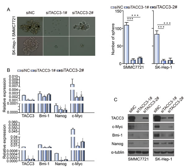 TACC3 knockdown suppresses sphere formation and stem cell marker expression by HCC cells.