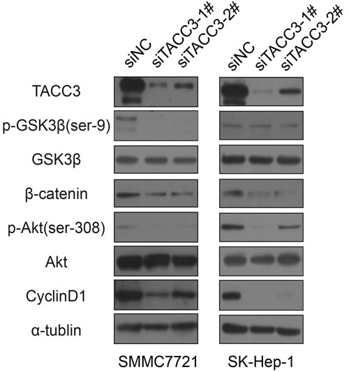 Potential mechanism for the stem cell-suppressing activity of TACC3.