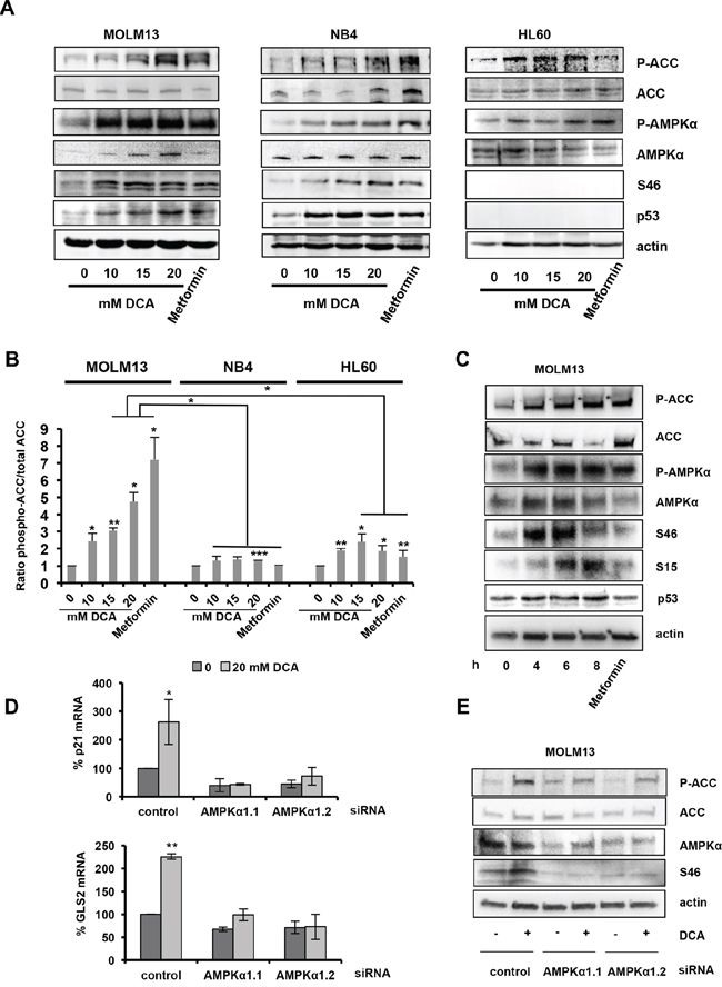 DCA-mediated activation of the AMPK pathway is required for p53 induction.