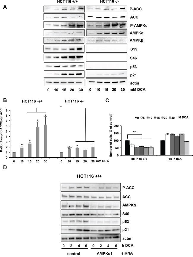 Activation of the AMPK/p53 pathway by DCA in HCT116 cells.