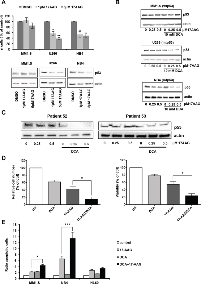 DCA and 17-AAG synergize to induce apoptosis in mutant p53 tumor cells.