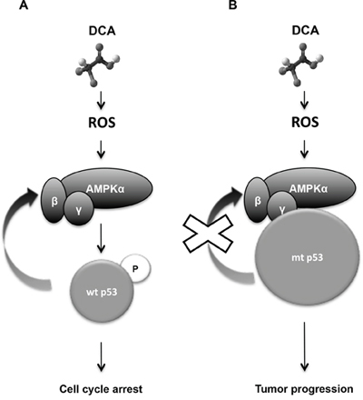 Diagram describing the mechanism of how DCA efficacy depends on p53 status.