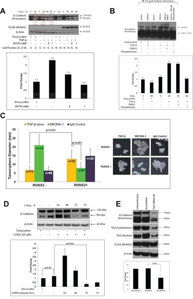 RUNX2 expression is associated with production of soluble E-Cadherin (sE-Cad) and tumorsphere formation.