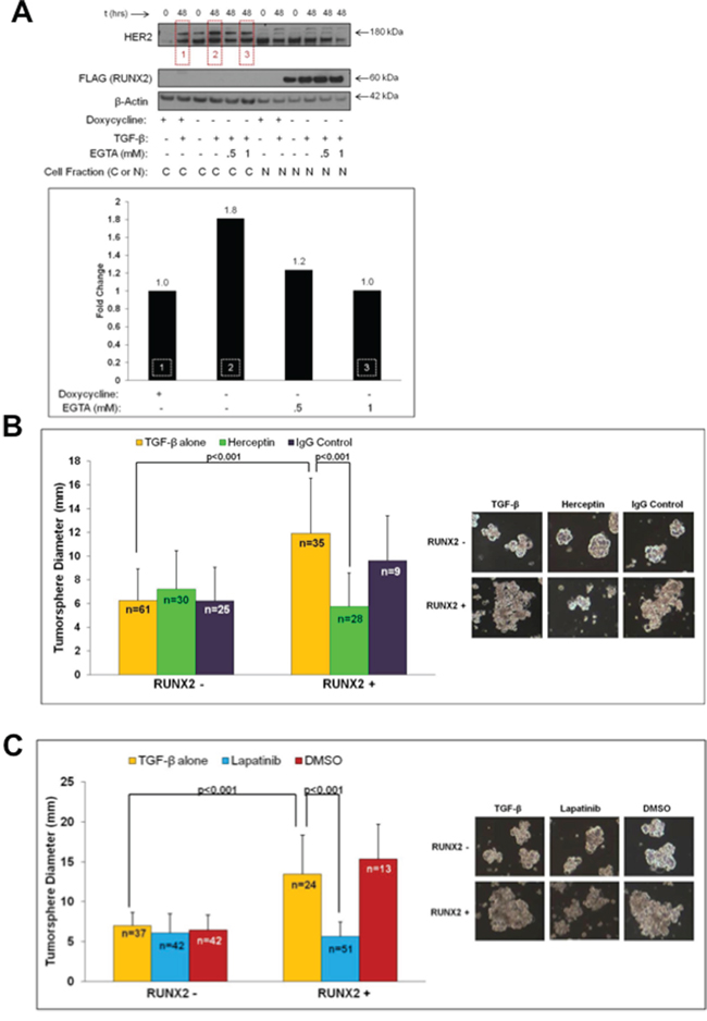 HER2 expression in RUNX2 positive cells that express elevated sE-Cad levels sensitizes cells to HER2-targeted drugs.