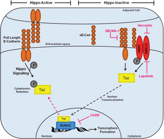 Inactivation of the Hippo tumor suppressor pathway by RUNX2 promotes a tumorigenic phenotype in luminal BC cells.