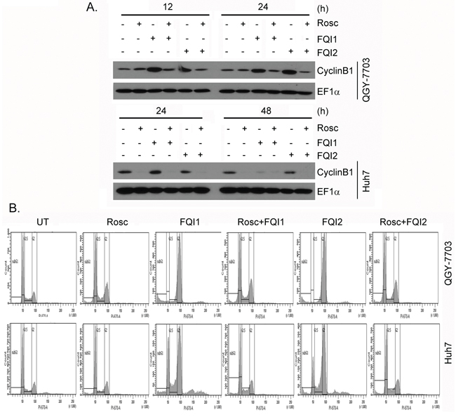 Inhibition of CDK1 protects HCC cells from FQIs-induced G2/M arrest.