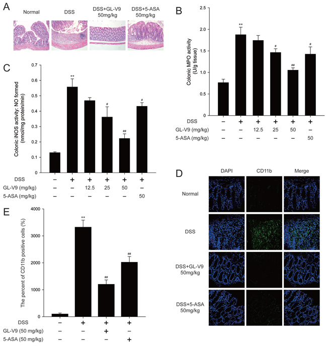 GL-V9 prevented DSS-induced colon damage in mice.