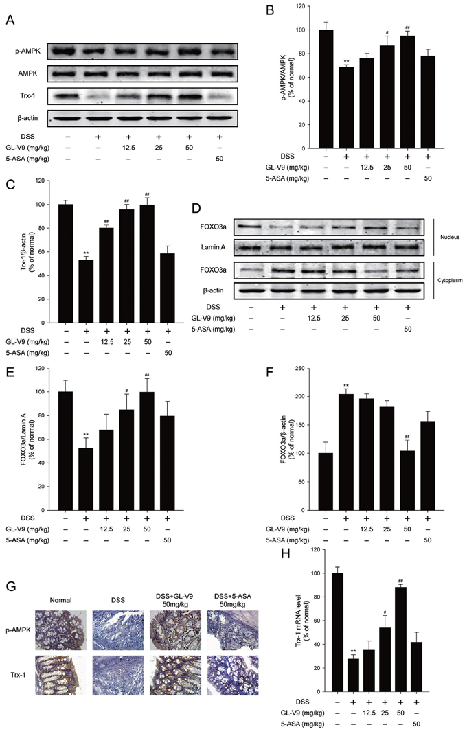 GL-V9 increased Trx-1 expression by activating AMPK/FOXO3a signaling pathway in DSS-colitis mice.