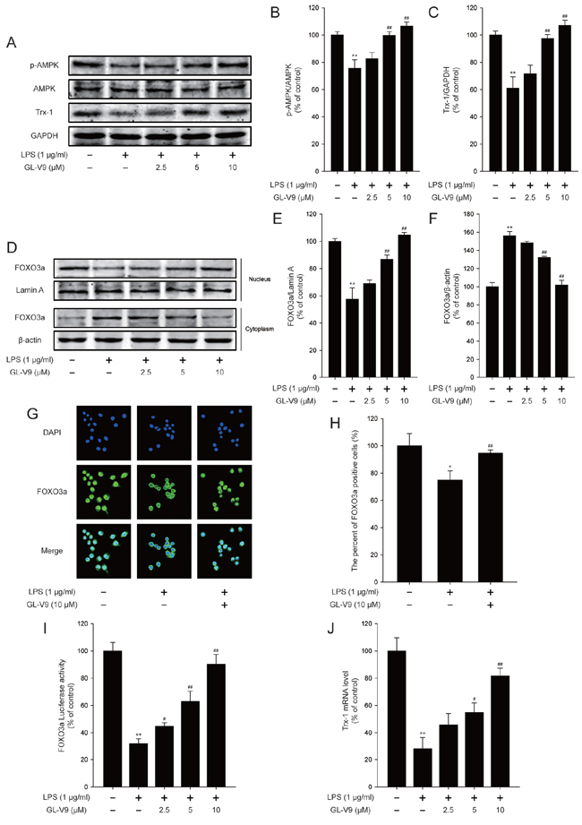 GL-V9 increased Trx-1 expression by activating AMPK/FOXO3a signaling pathway in LPS-induced RAW 264.7 cells.
