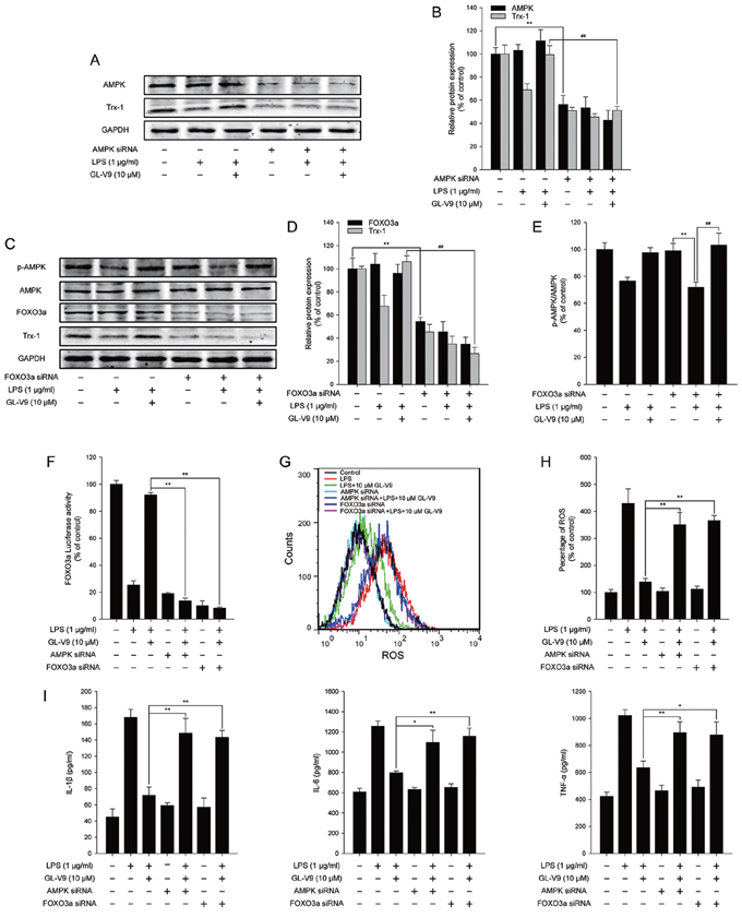 AMPK/FOXO3a/Trx-1 signaling pathway was involved in the anti-inflammatory effect of GL-V9 in LPS-induced RAW 264.7 cells.
