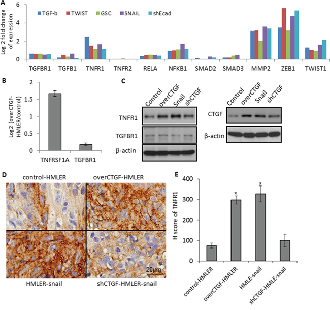 Up-regulation of TNFR1-I&kappa;B signaling in the CTGF-high tumor cells.