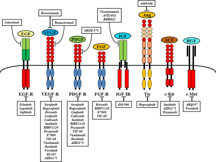Relevant receptors and corresponding molecular targeted agents currently tested in preclinical and clinical HCC trials.