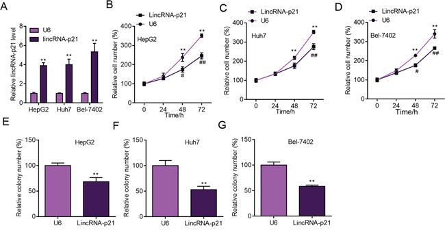 LincRNA-p21 overexpression inhibits liver cancer cell proliferation and colony formation.