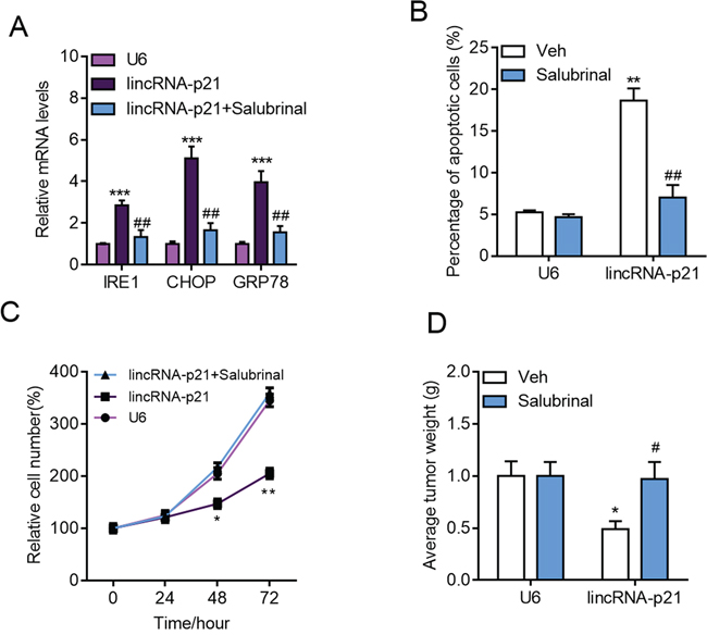Inhibition of ER stress blocks lincRNA-p21 functions in hepatocarcinoma.