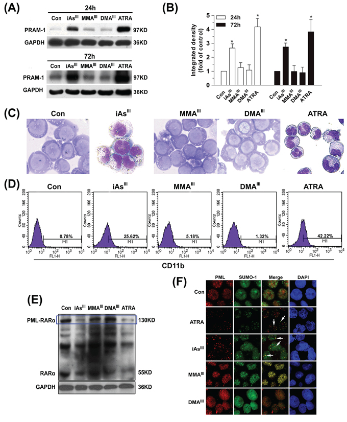 Effects of arsenicals on differentiation of NB4 cells and PML-RAR&#x03B1; fusion protein degradation.