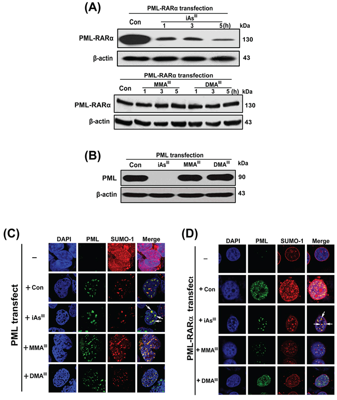 Examination of PML-NBs formation or PML and PML-RAR&#x03B1; proteins degradation in HEK293T and HeLa cells after exposure to arsenicals.
