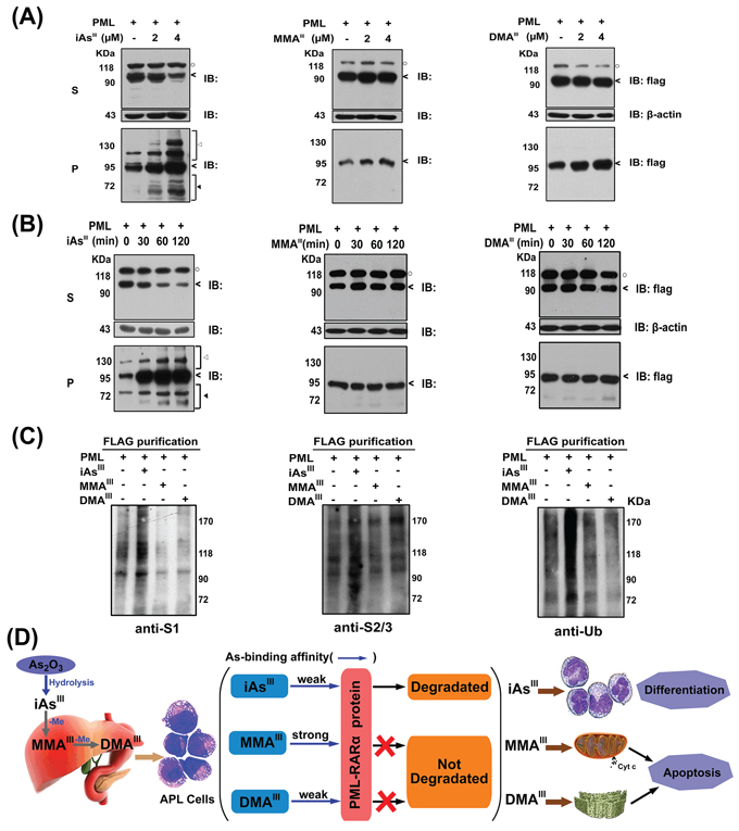 Changes in PML protein in soluble (S) and insoluble fractions (P) of PML-HEK293T cells by exposure to arsenicals in time and dose-dependent manners.