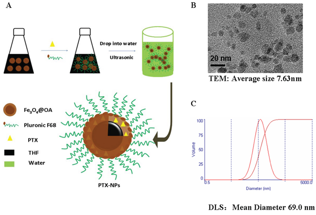 Characterization of PTX-NPs.