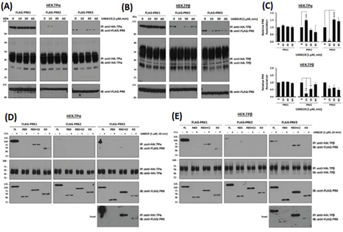 Association of PRK1, PRK2 and PRK3 with TP&#x03B1; and TP&#x03B2; in HEK 293 cells.