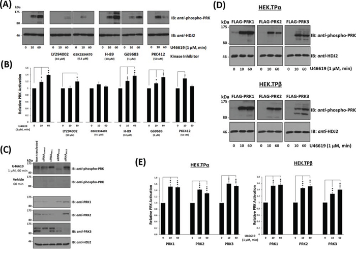 Influence of TP Agonist on the Activation of PRK1, PRK2 and PRK3.