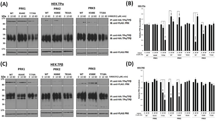 Influence of kinase activity and T-loop activation of PRK1, PRK2 and PRK3 on their agonist-regulated interaction with TP&#x03B1; and TP&#x03B2;.