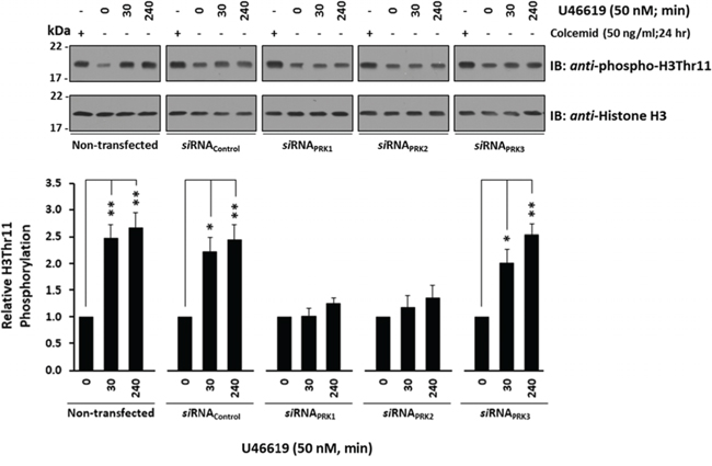 Effect of TP agonist stimulation on PRK-mediated H3Thr11 phosphorylation in PC-3 cells.