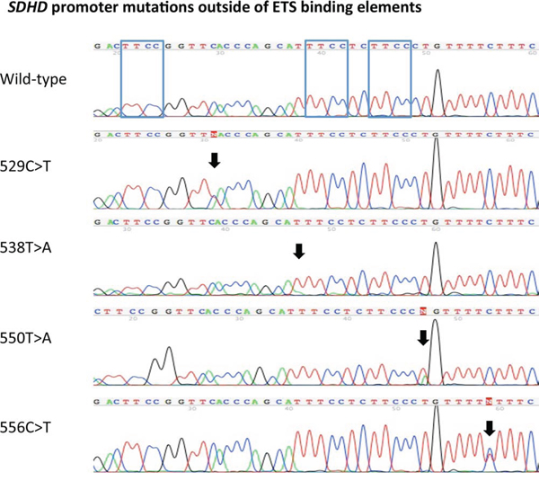 SDHD promoter mutations outside of ETS binding elements.