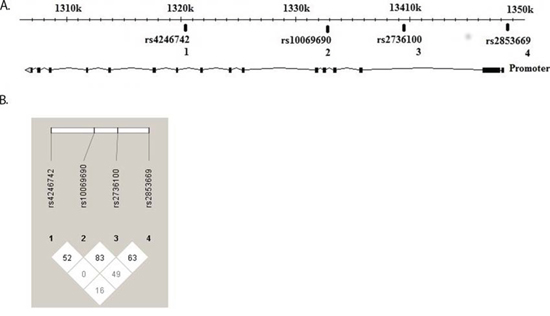 TERT gene, SNVs localization and disequilibrium.