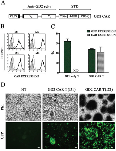 T cells are effectively transduced with GD2 CAR encoding vector.