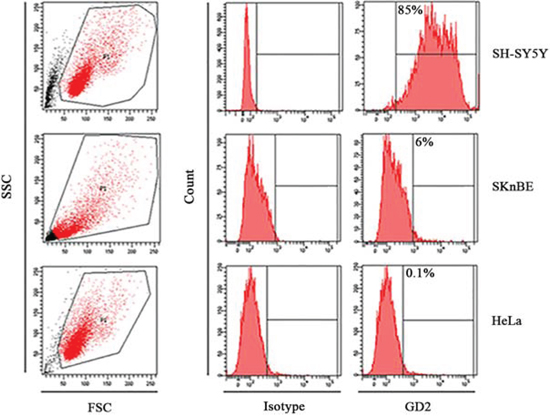 Target cells characterization.