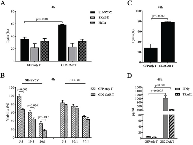 GD2 CAR T cells exert specific in vitro cytotoxicity.